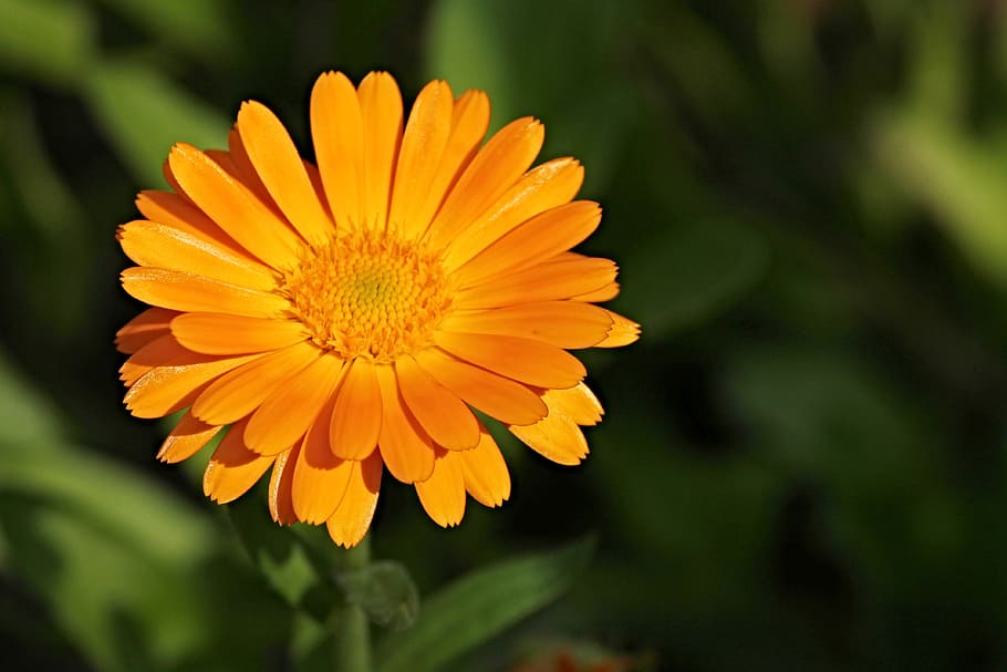 selective focus photography of yellow daisy flower, marigold, HD wallpaper