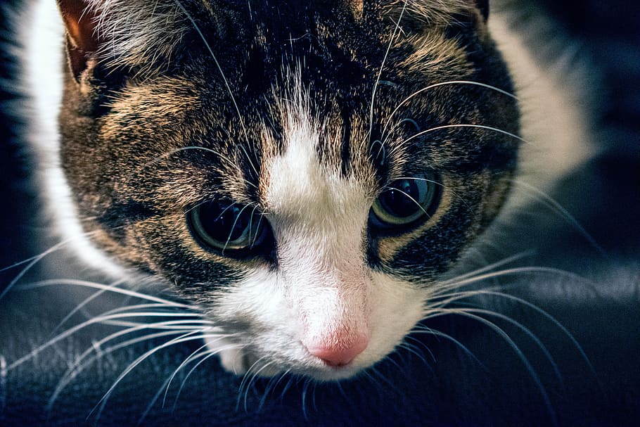 cat, dark, adorable, white, animal, pet, cute, domestic cat HD wallpaper