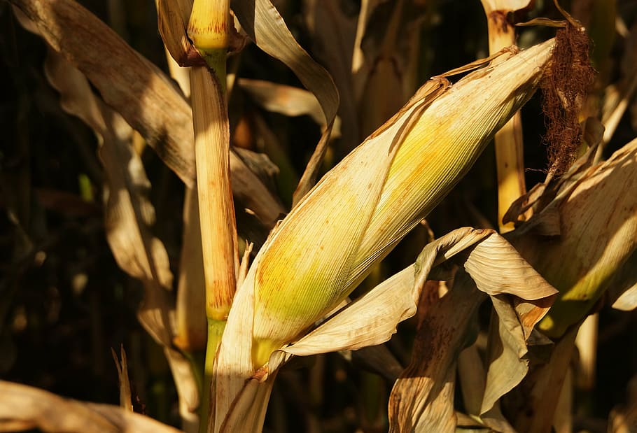 corn, grain, corn on the cob, autumn, background, harvest, field HD wallpaper