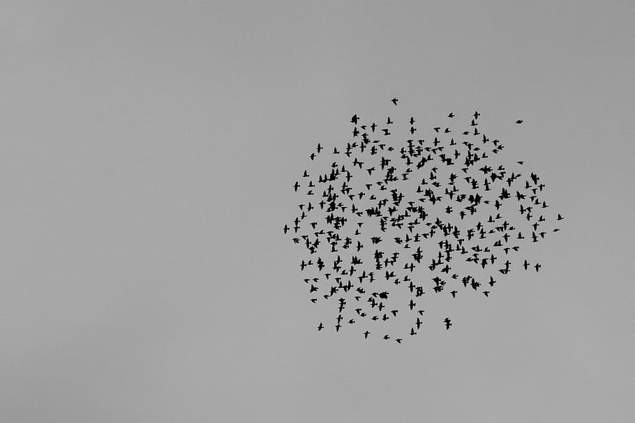 Birds, Herd, Group, Wings, Flight, sky, nature, animals, wild birds HD wallpaper