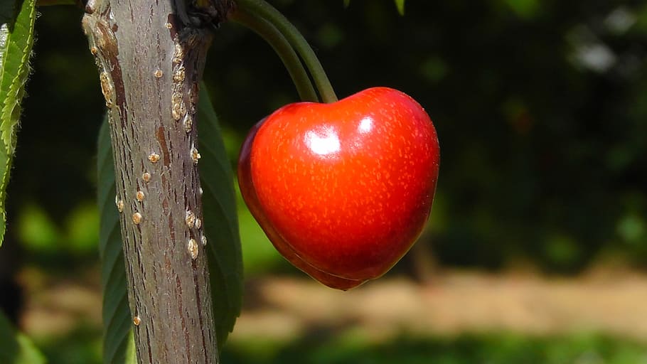 close-up photography of red fruit, cherry, bing, sweet cherry HD wallpaper