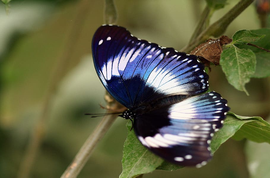 selective focus photography of white, blue, and black butterfly on green leaf HD wallpaper