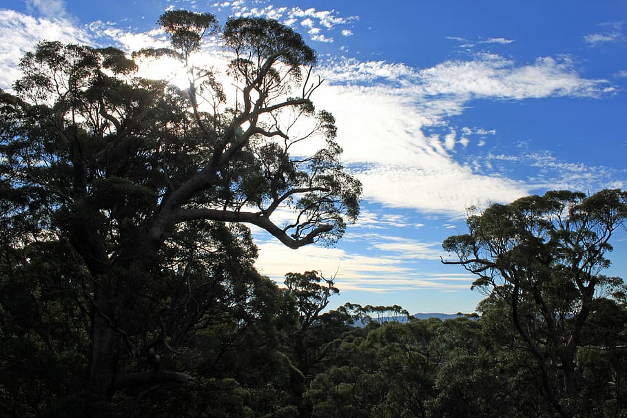 forest, back light, clouds, sky, blue, nature, tree, scenics HD wallpaper