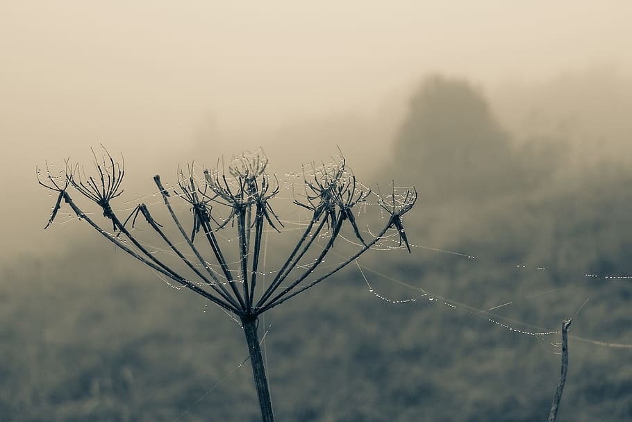 Cobweb, Drops, Stem, rosa, the stem, spider's web, dry flower HD wallpaper