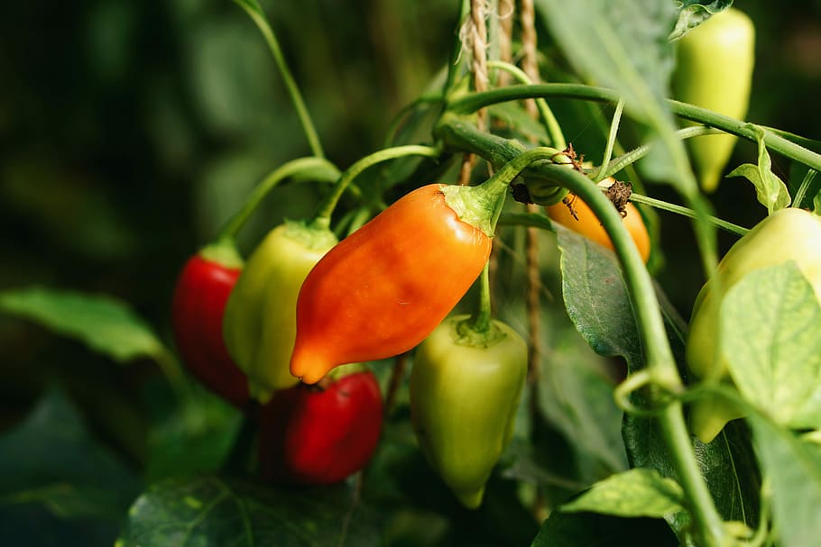 Chili in the north, orange and green bell peppers, chilli, plant, HD wallpaper