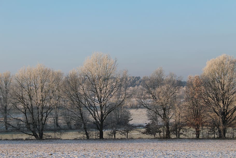 frost, forest, landscape, trees, cold, winter, icy, nature HD wallpaper