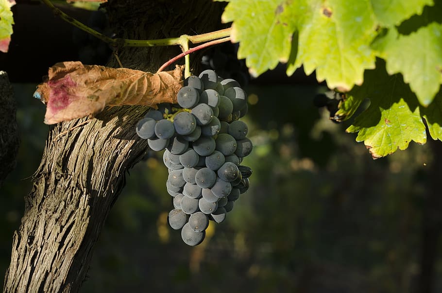 vine, black grapes, harvest, vineyard, cultivation, cluster, HD wallpaper