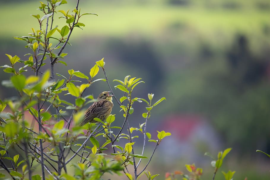 yellowhammer, songbird, nature, tree, birds, twitter, chirp, HD wallpaper