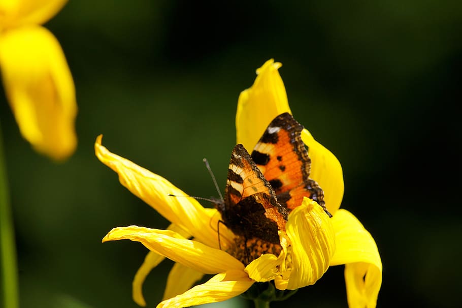 nature, butterfly, flower, macro, animal themes, insect, animal wildlife HD wallpaper