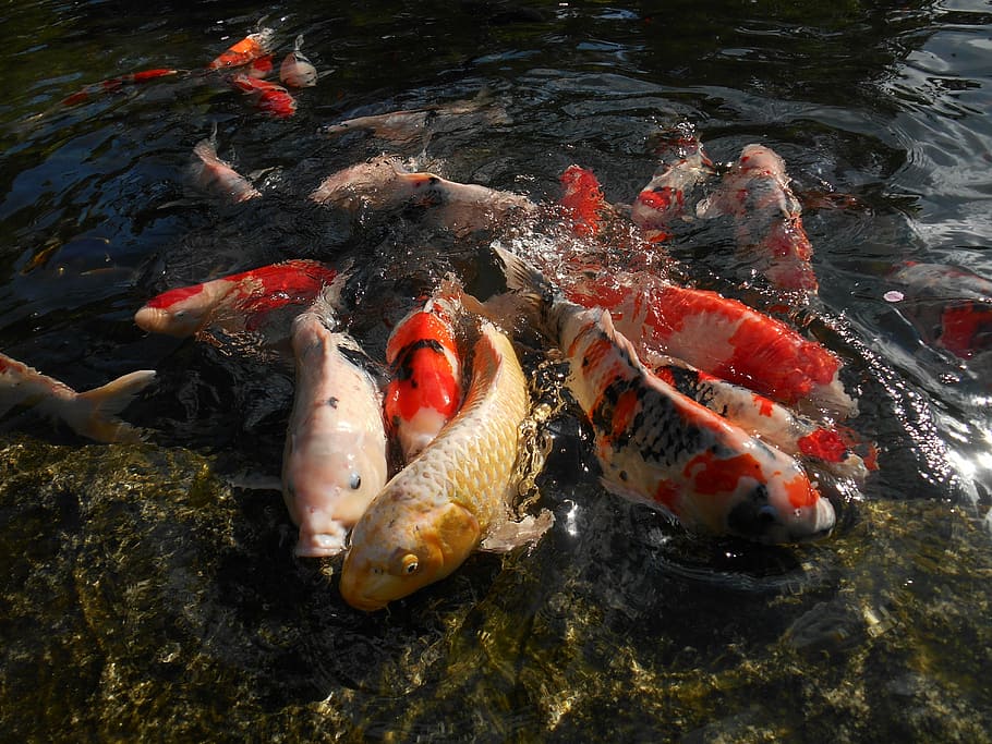 carp, koi, aquarium fish, pond, vivid, japan, group of animals HD wallpaper