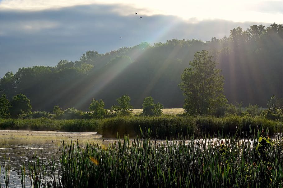 Sunlight, Wetlands, Sun Rays, Nature, landscape, water, sky HD wallpaper