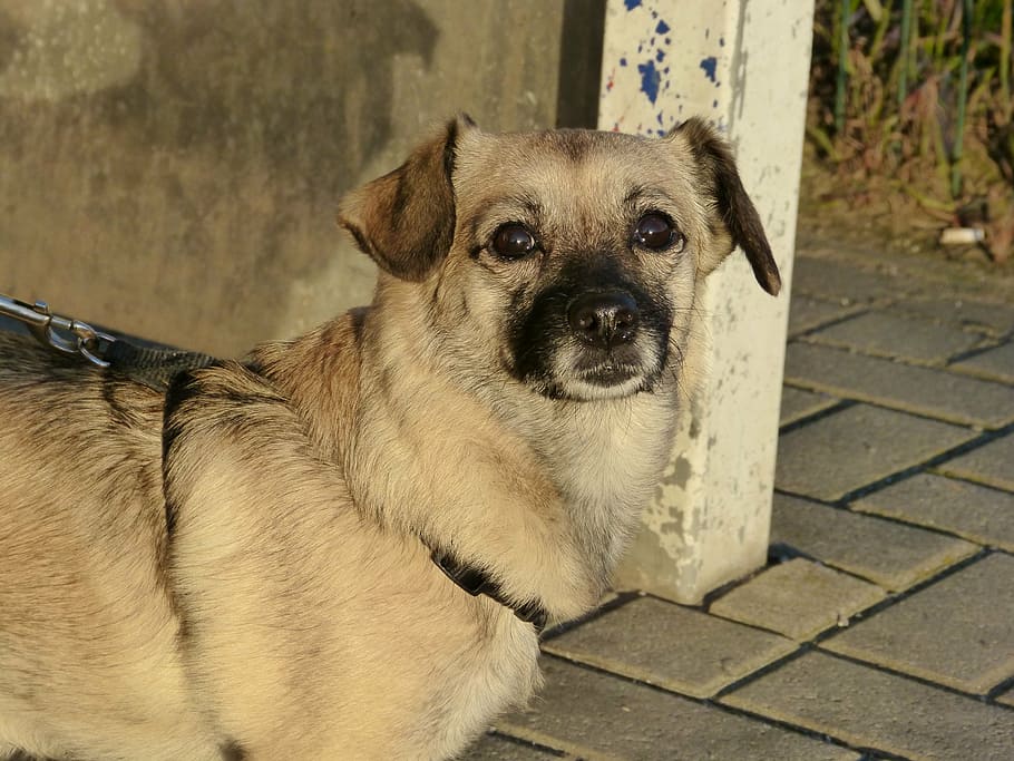 dog, portrait, pet, face, head, close, wildlife photography HD wallpaper