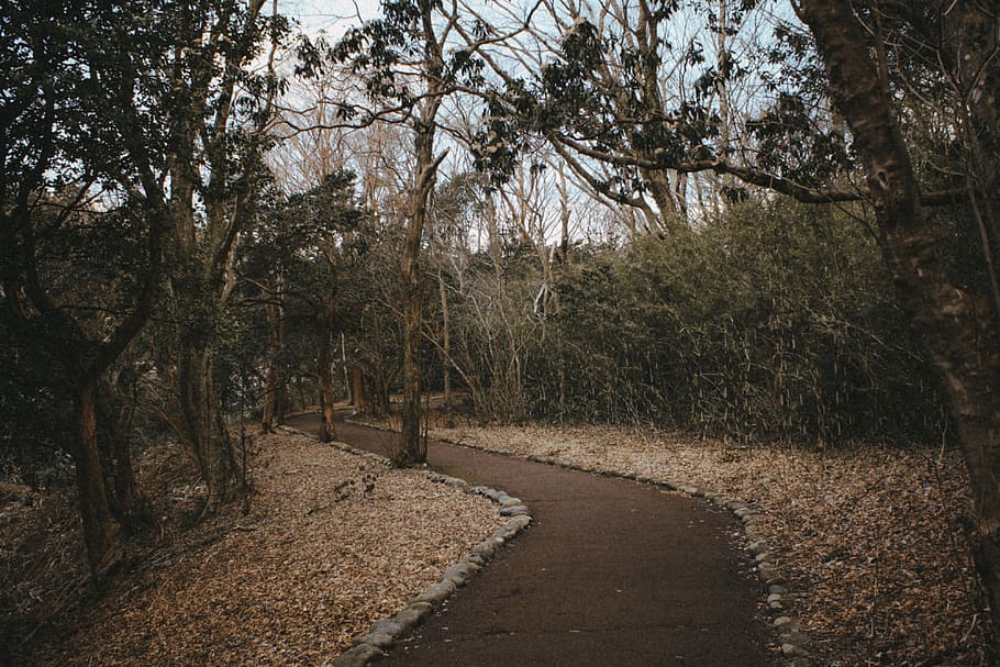 Pathway in the forest, nature, tree, footpath, outdoors, road HD wallpaper