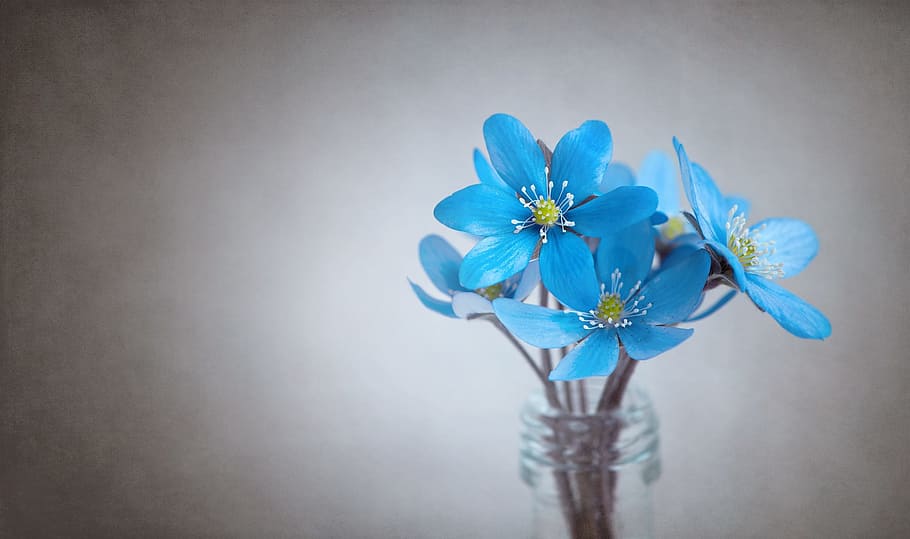 blue 5-petal flower in clear glass bottle, hepatica, blue flower