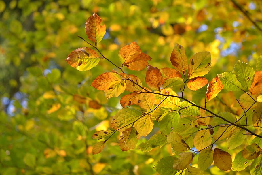 Beech, Forest, Tree, Nature, autumn, mood, leaves, mystical HD wallpaper