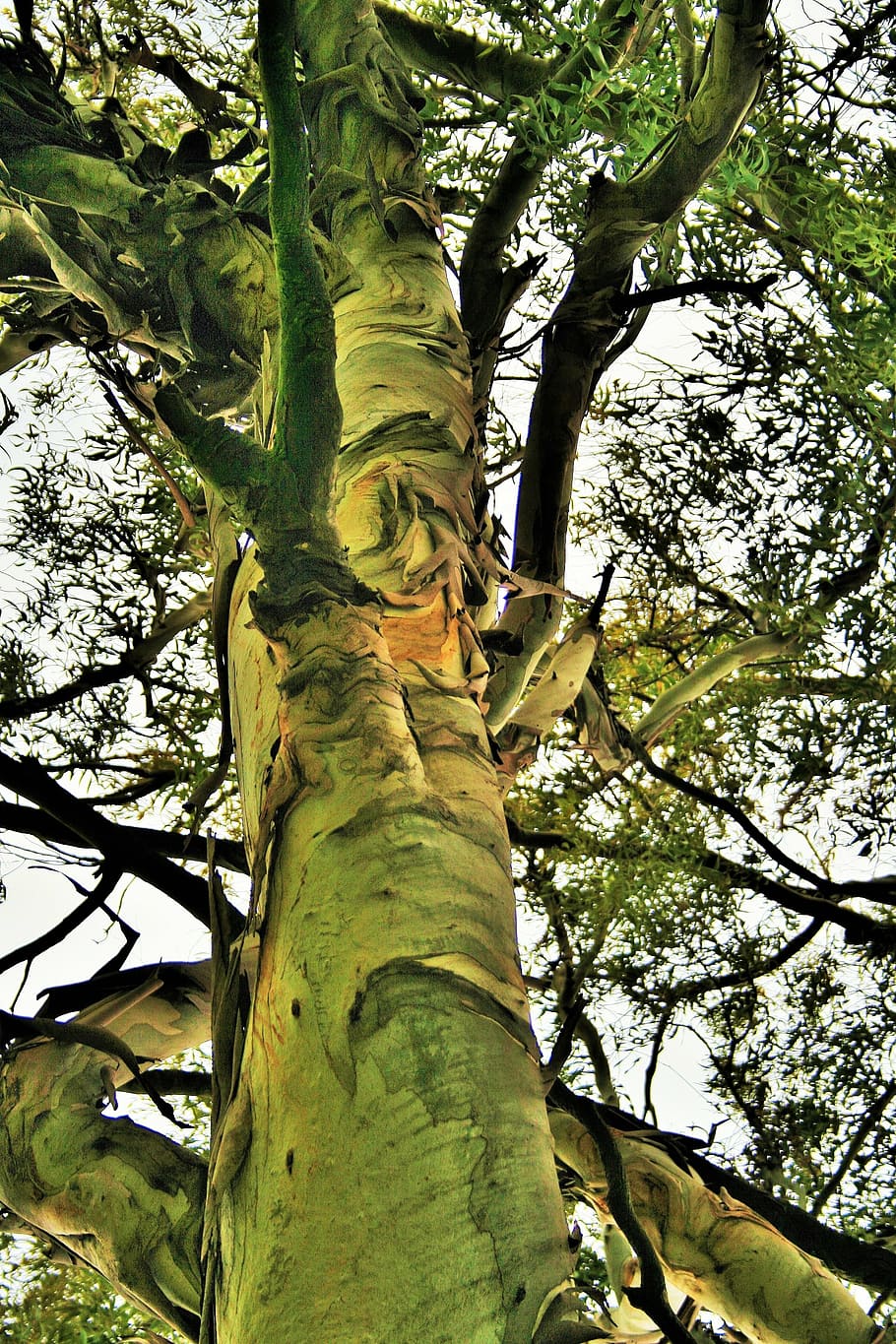 eucalyptus tree, trunk, strong, sturdy, plant, tree trunk, low angle view