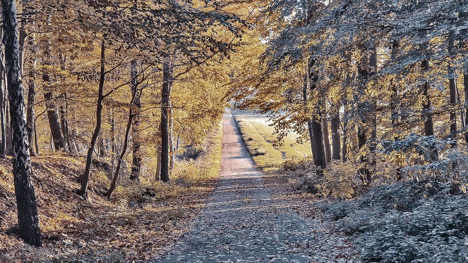 Fall, Road, Empty, Landscape, autumn, forest, nature, tree HD wallpaper
