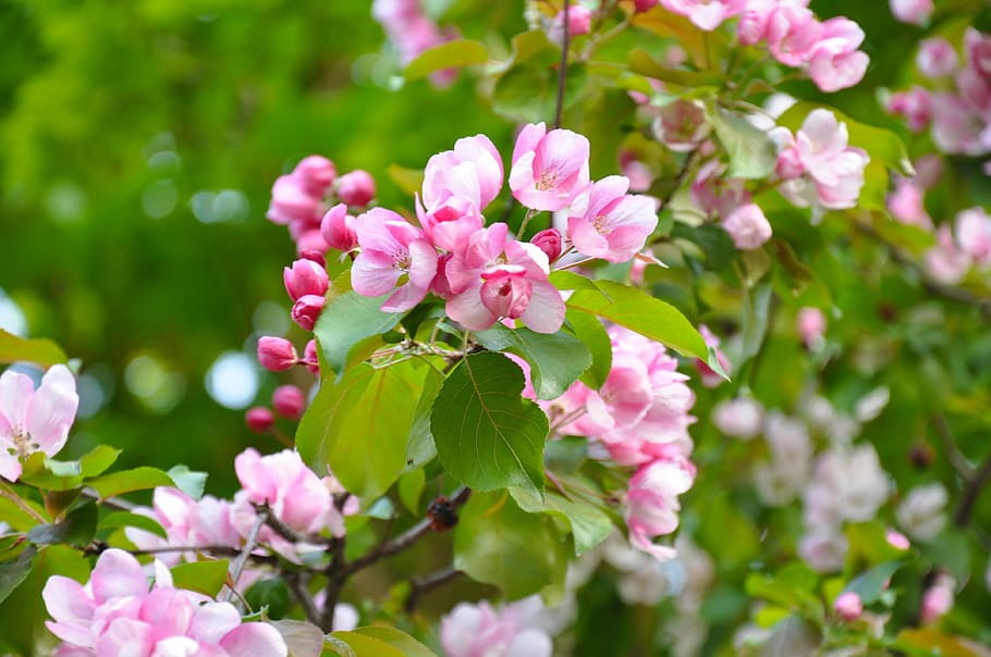 spring, bloom, flowers, flowering tree, branch, pink, garden HD wallpaper