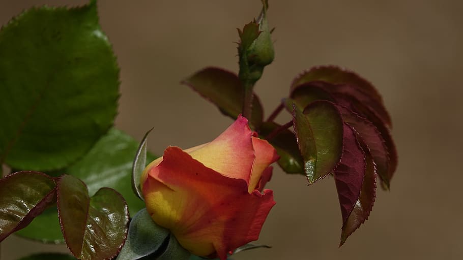 pink, flower, plant, beauty in nature, vulnerability, flowering plant HD wallpaper