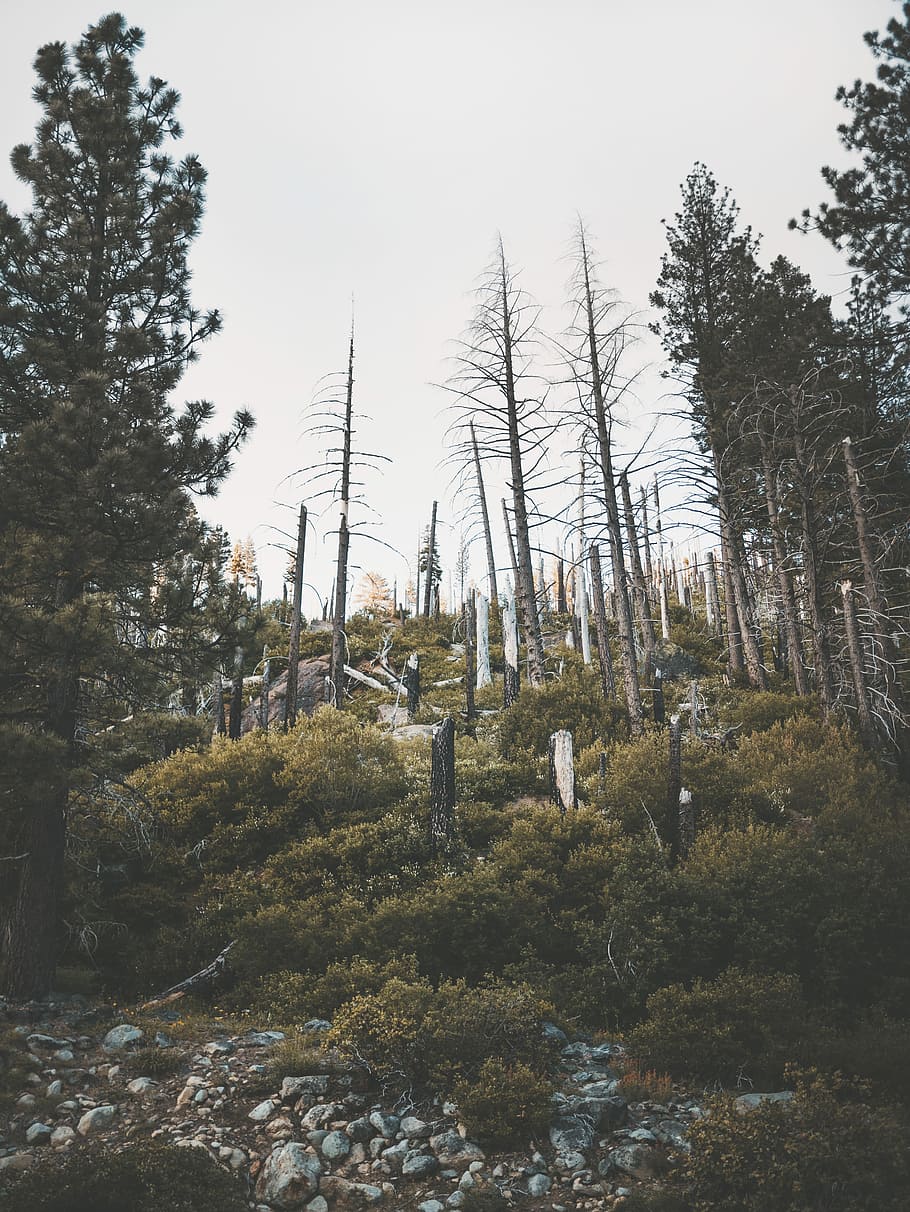 withered and green leafed trees, rocks, tree stump, sky, bare HD wallpaper