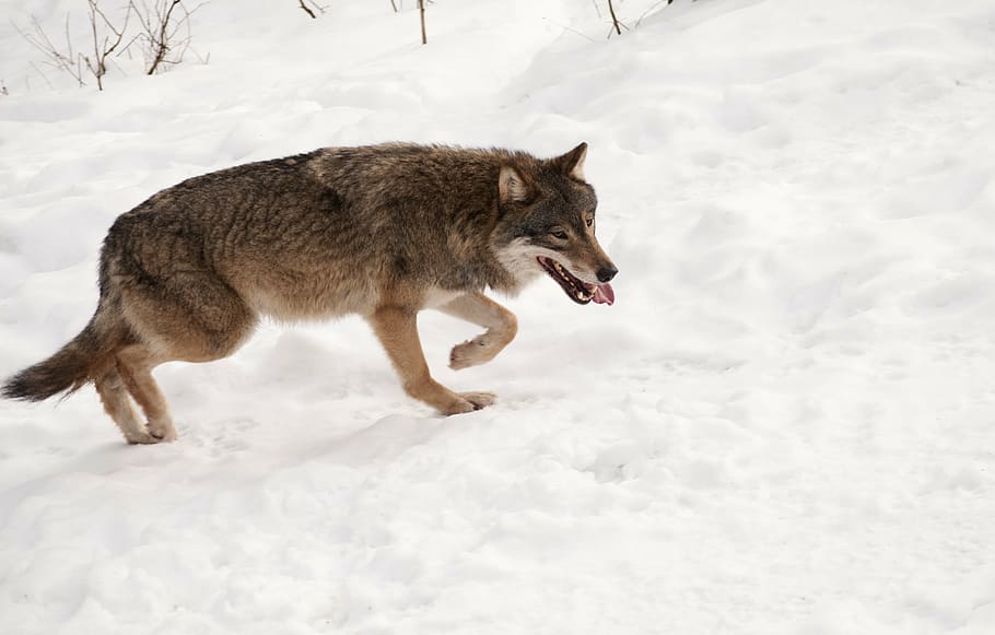 brown and black wolf walking on snow, animal, wildlife, nature