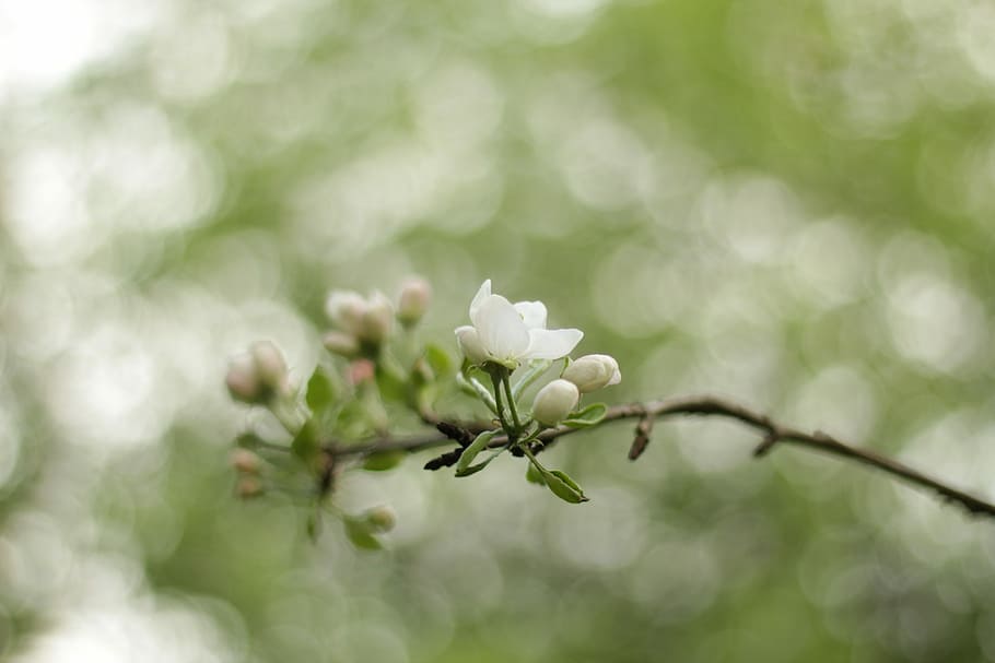 Flowers, Apple Tree, Buds, Bloom, apple flower, nature, white color HD wallpaper
