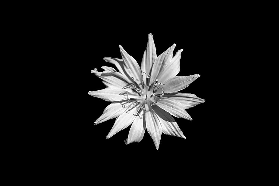 white petaled flower against black background, blue, centaurea cyanus HD wallpaper