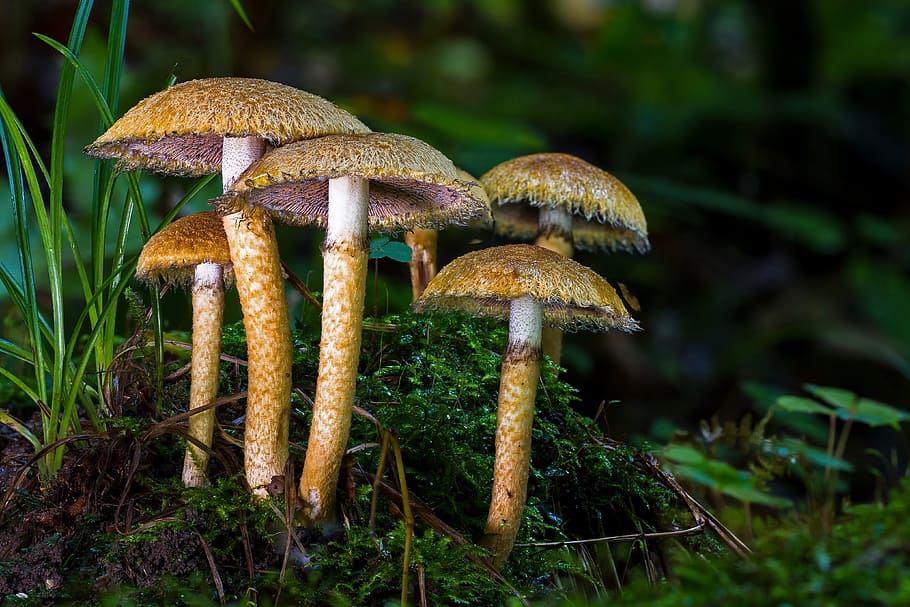 brown mushrooms beside grass, forest mushroom, agaric, autumn, HD wallpaper