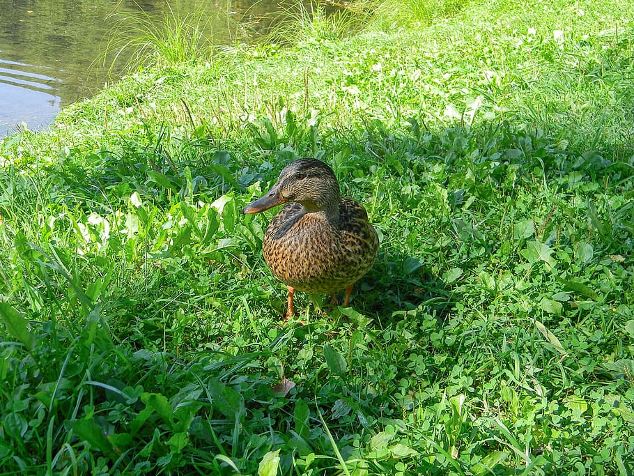 duck, bird, lake, natatorial, domestic duck, environment, waterfowl HD wallpaper