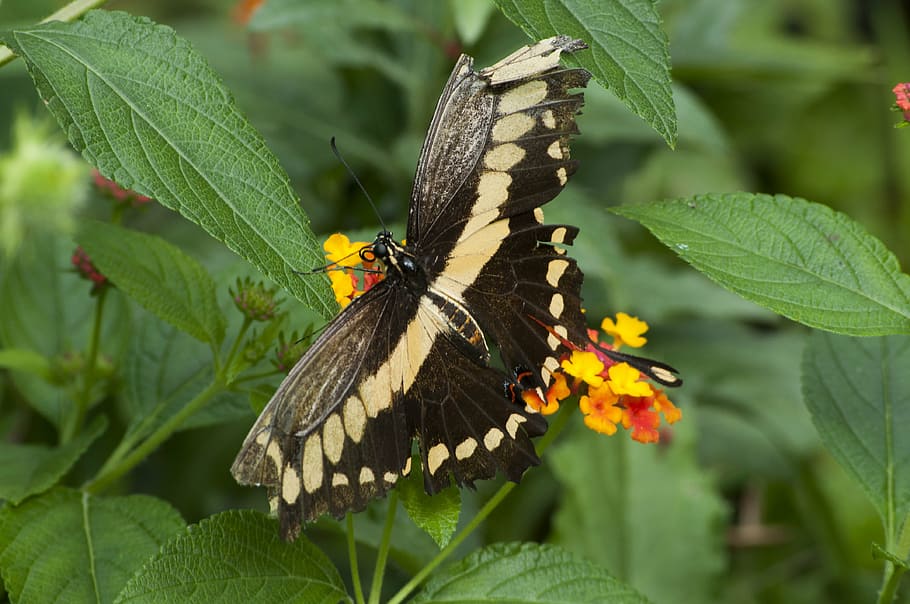 butterfly, insects, spring, summer, flowers, green, nature HD wallpaper