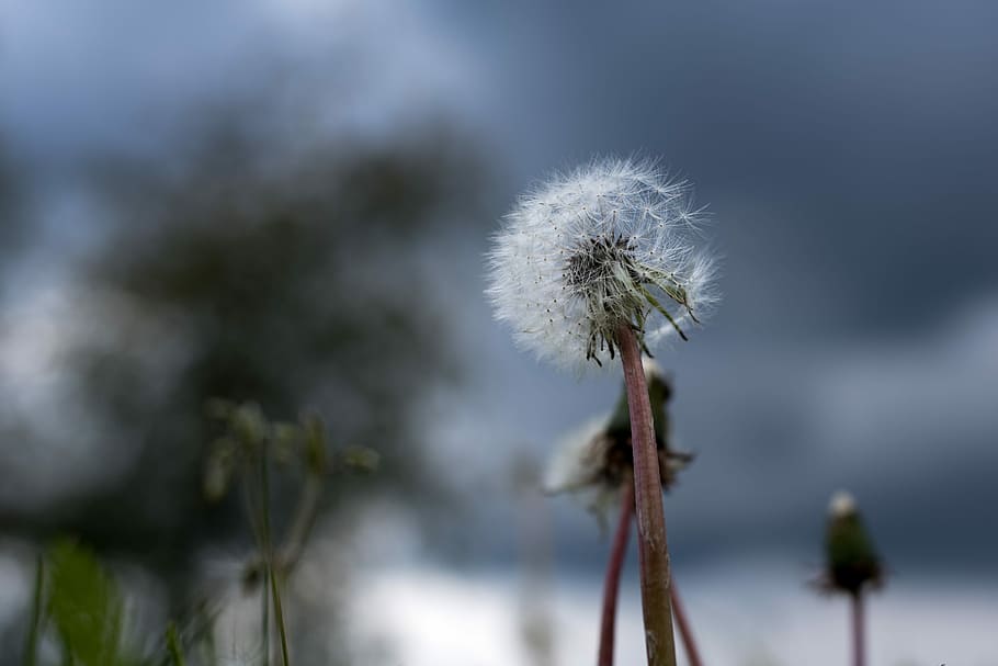 Dandelion, Sunshine, dark sky, back light, macro, public record HD wallpaper