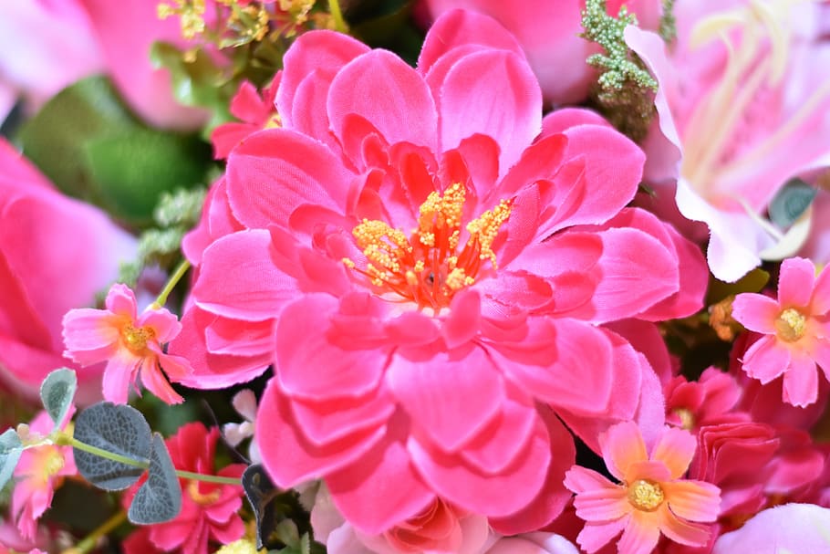 flower, daisy, blossom, spring, blooming, summe, flowering plant HD wallpaper