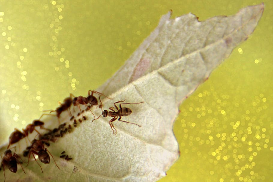 ants, leaf, colony, insects, animal themes, animals in the wild HD wallpaper