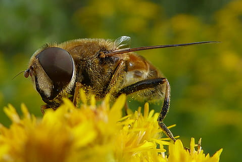 bee, bug, bees, insects, bumblebee, flowers, nature, honey HD wallpaper