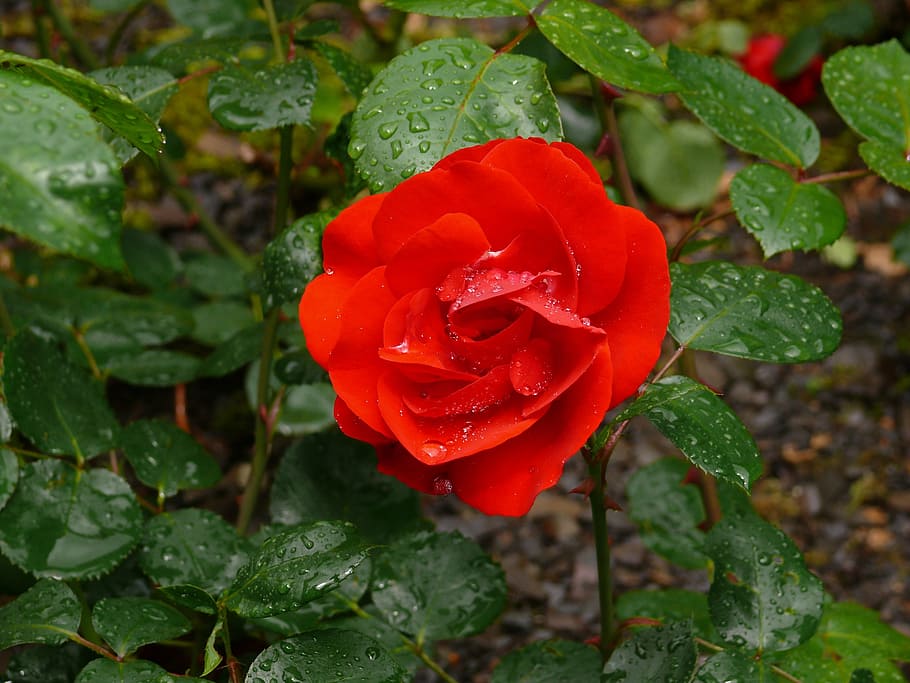 Rose, Red, Flower, Blossom, Bloom, rose bloom, red rose, nature HD wallpaper