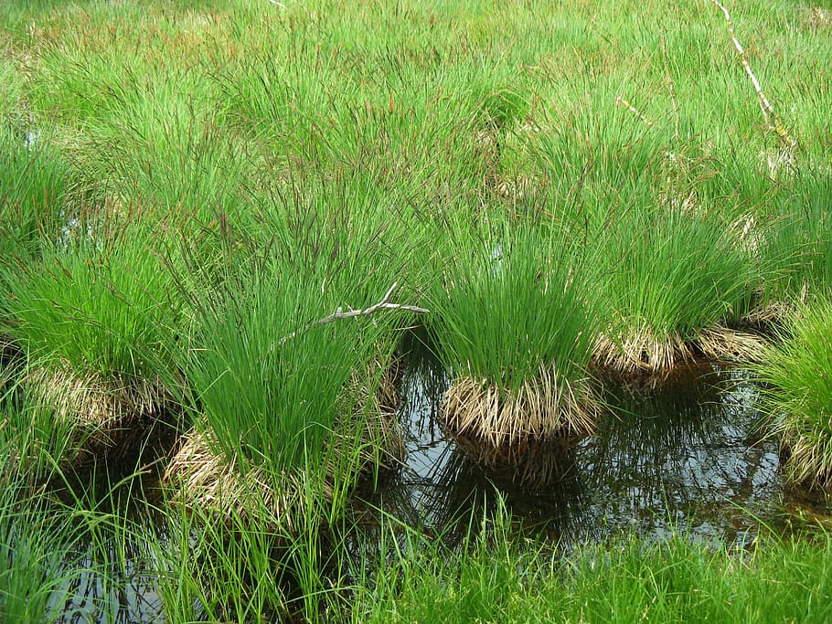 Moor, Reed, Grass, animals in the wild, one animal, animal wildlife HD wallpaper