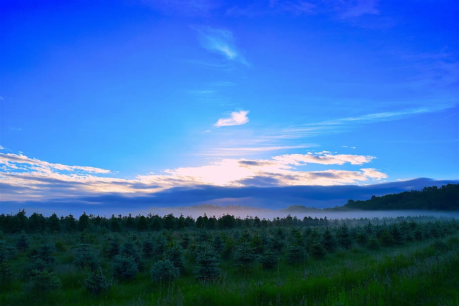 sunrise, field, mist, pine trees, morning, landscape, nature HD wallpaper