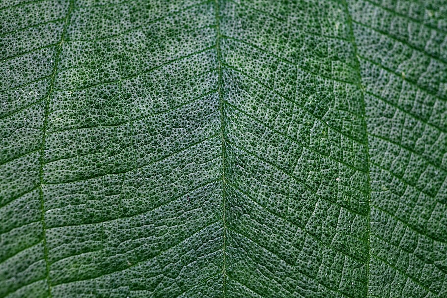 leaf, macro, green, texture, light, close-up, full frame, green color HD wallpaper