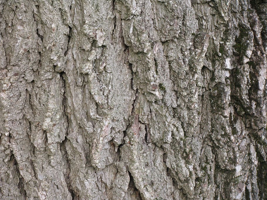 walnut, tree, black walnut, bark, trunk, wood, texture, rough, HD wallpaper