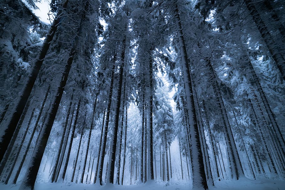 low angle photography of tall trees covered with snow, background HD wallpaper