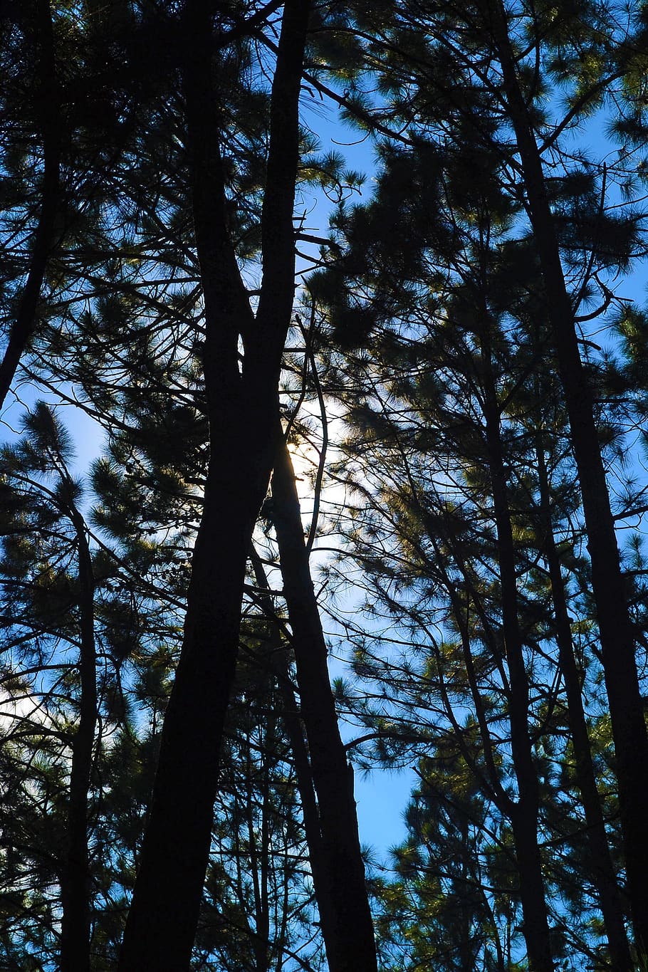 pine forest, back light, silhouette, trees, tall trees, loolecondera HD wallpaper