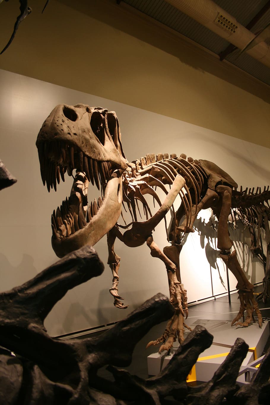 brown dinosaur fossil display, tyrannosaurus, skeleton, prehistoric