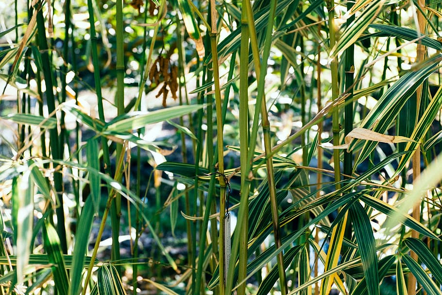 Bamboo bushes, nature, plant, grass, green Color, growth, leaf HD wallpaper
