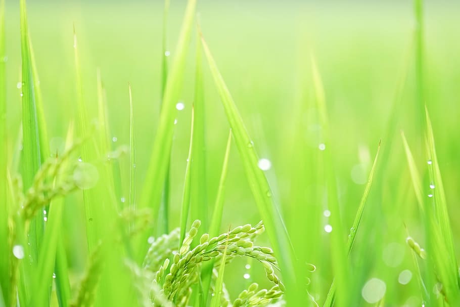 parallel veins, rice, nature, grass, green Color, freshness HD wallpaper