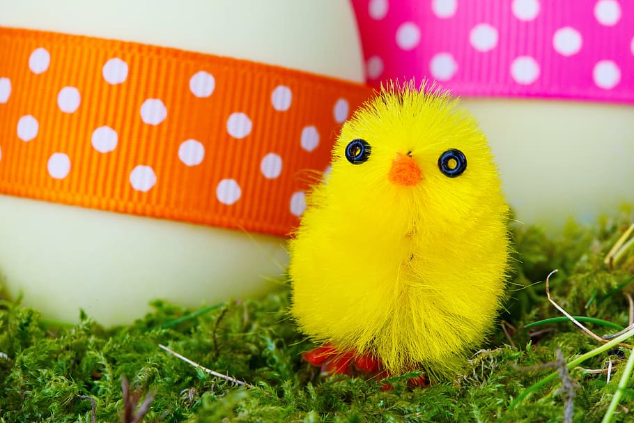 Hd Wallpaper Baby Bird Chick Chicken Color Colorful Cute Decoration Wallpaper Flare