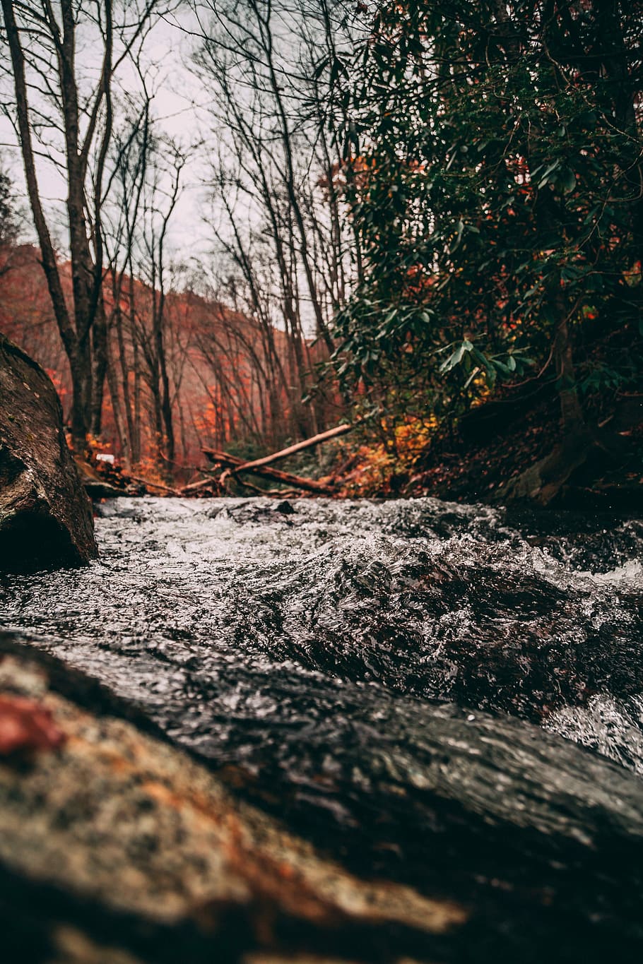 body of water near trees during day, forest trees, river, stream HD wallpaper