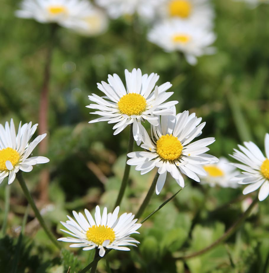 daisies, flower, grass, flowering plant, freshness, fragility HD wallpaper
