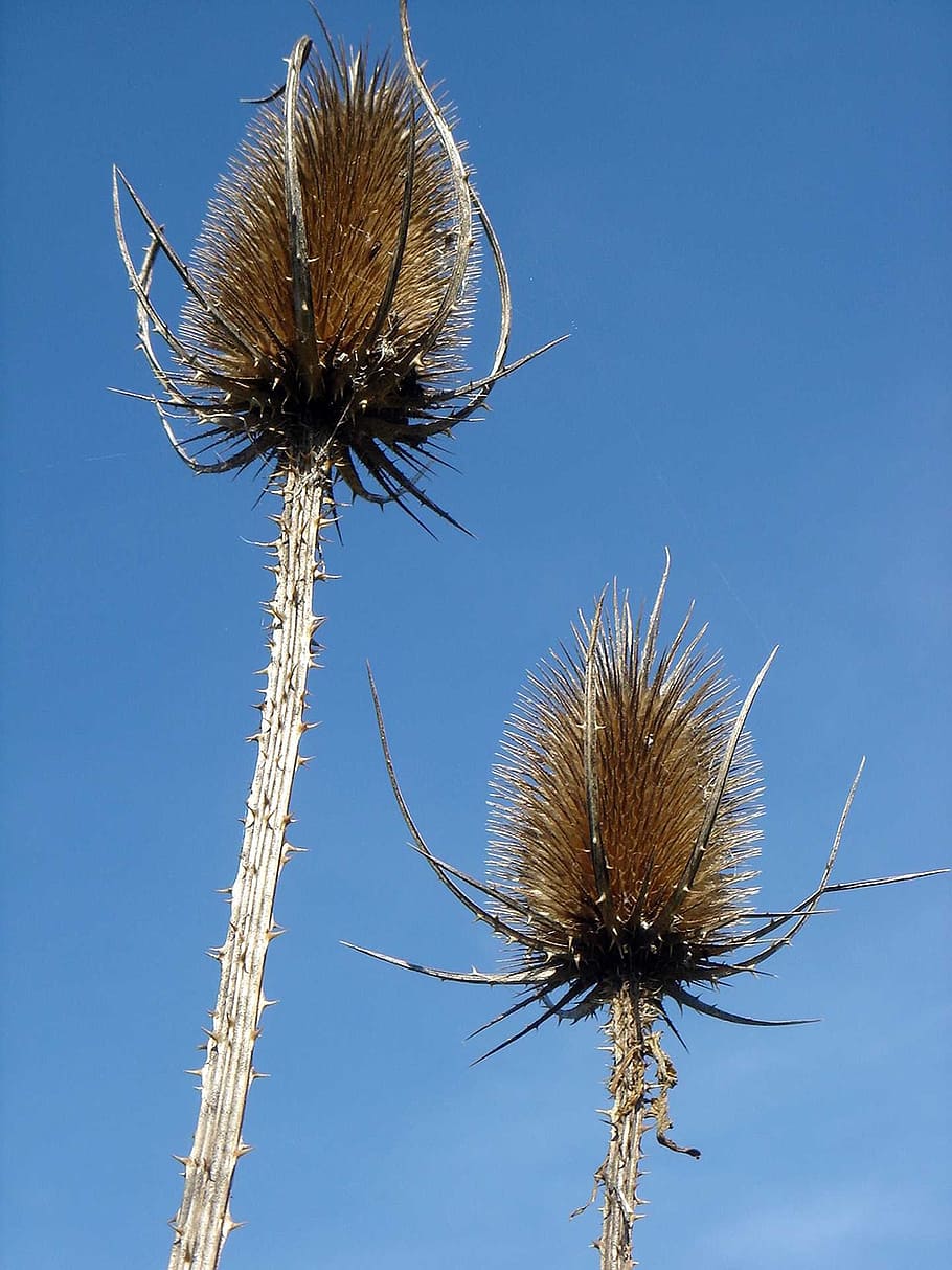thistle, spines, blue, sky, autumn, wild flowers, dry, plant HD wallpaper