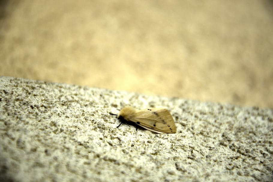 a moth, insect, insect night, worm, butterfly, hairy, animal wildlife HD wallpaper