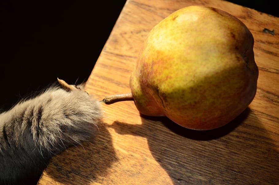 food, fruit, pear, tree, cat, paw, krupnyj plan, food and drink HD wallpaper